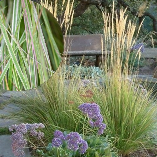 Calamagrostis acutiflora 'Overdam' - Teravaõieline kastik 'Overdam' P9/0,55L